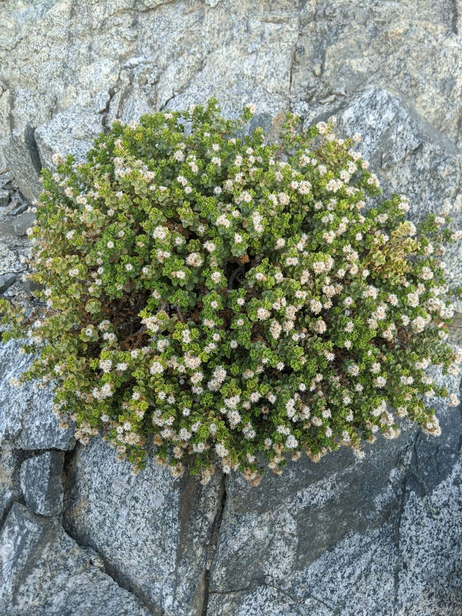 Image of Rock Goldenbush