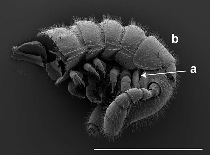 Image of Illacme plenipes Cook & Loomis 1928