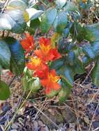 Image of Alstroemeria ligtu subsp. simsii (Spreng.) Ehr. Bayer