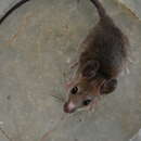 Image of Oriental House Rat