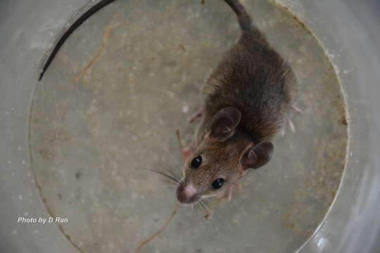 Image of Oriental House Rat