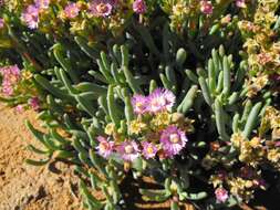 Image of Ruschia versicolor L. Bol.