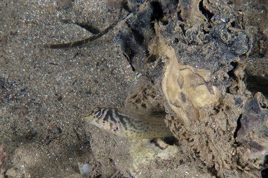 Image of Oyster Blenny