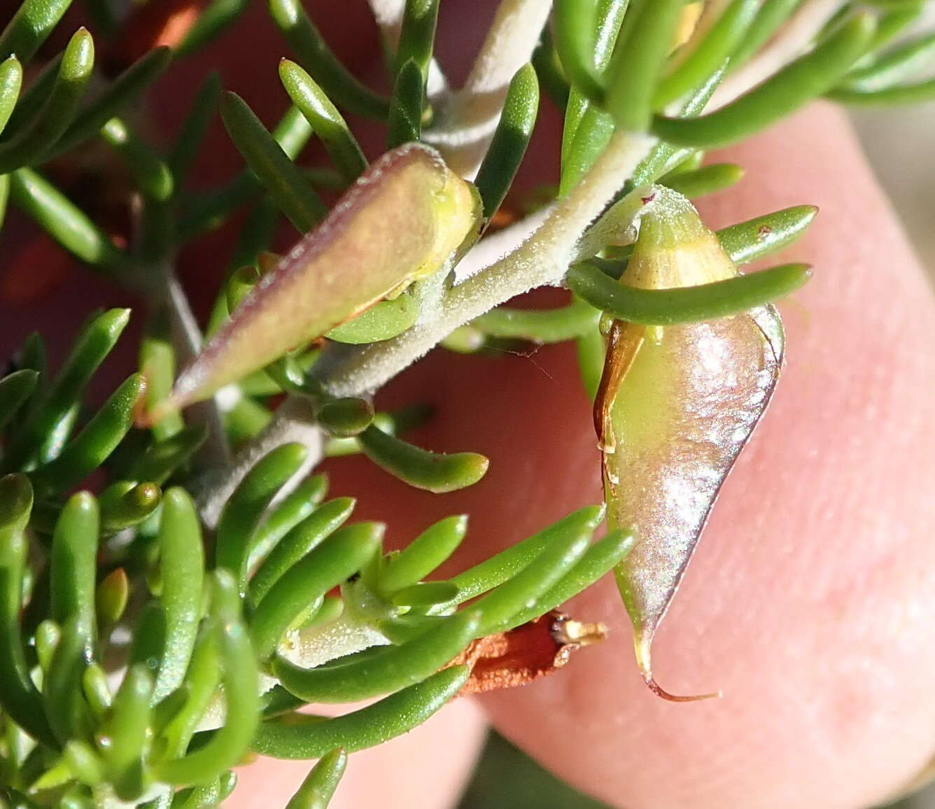 Image of Aspalathus lactea subsp. adelphea R. Dahlgren