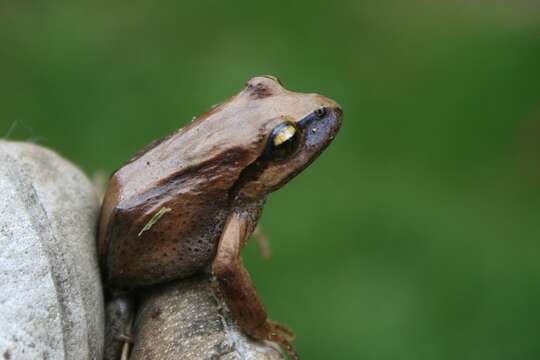 Image of Banded Wood Frog