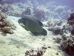 Image of Giant Wrasse