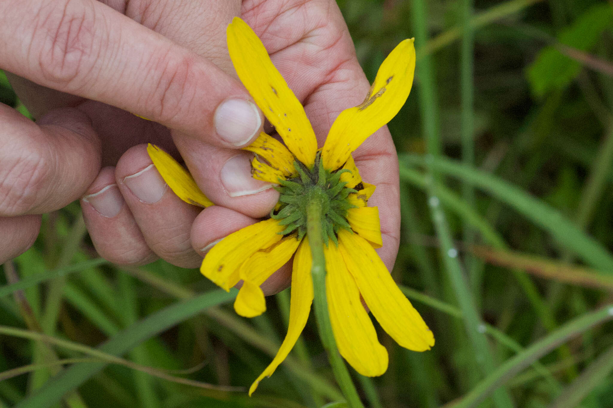 Image of <i>Rudbeckia <i>grandiflora</i></i> var. grandiflora