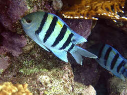 Image of Damsel Fish