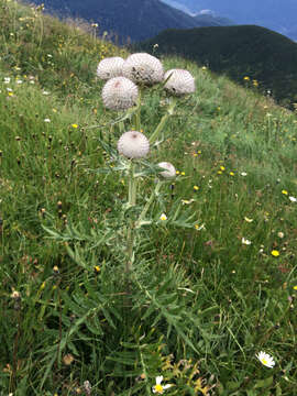 Image of woolly thistle