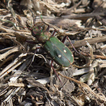 Image of Cicindela (Cicindela) campestris olivieria Brullé 1832