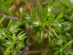 <i>Crassula <i>decumbens</i></i> var. decumbens resmi