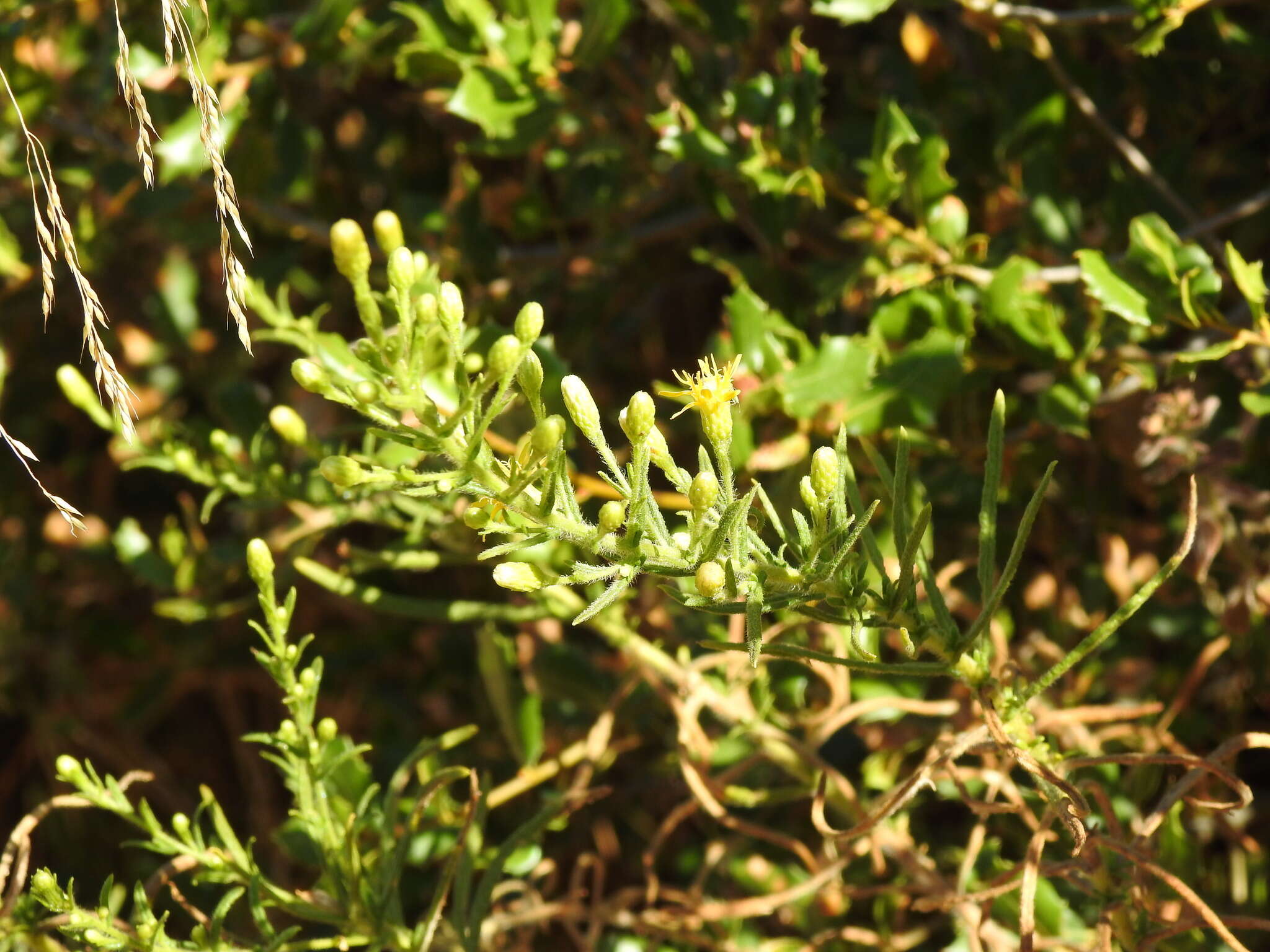 Image of Dittrichia viscosa subsp. revoluta (Hoffmgg. & Link) P. Silva & Tutin