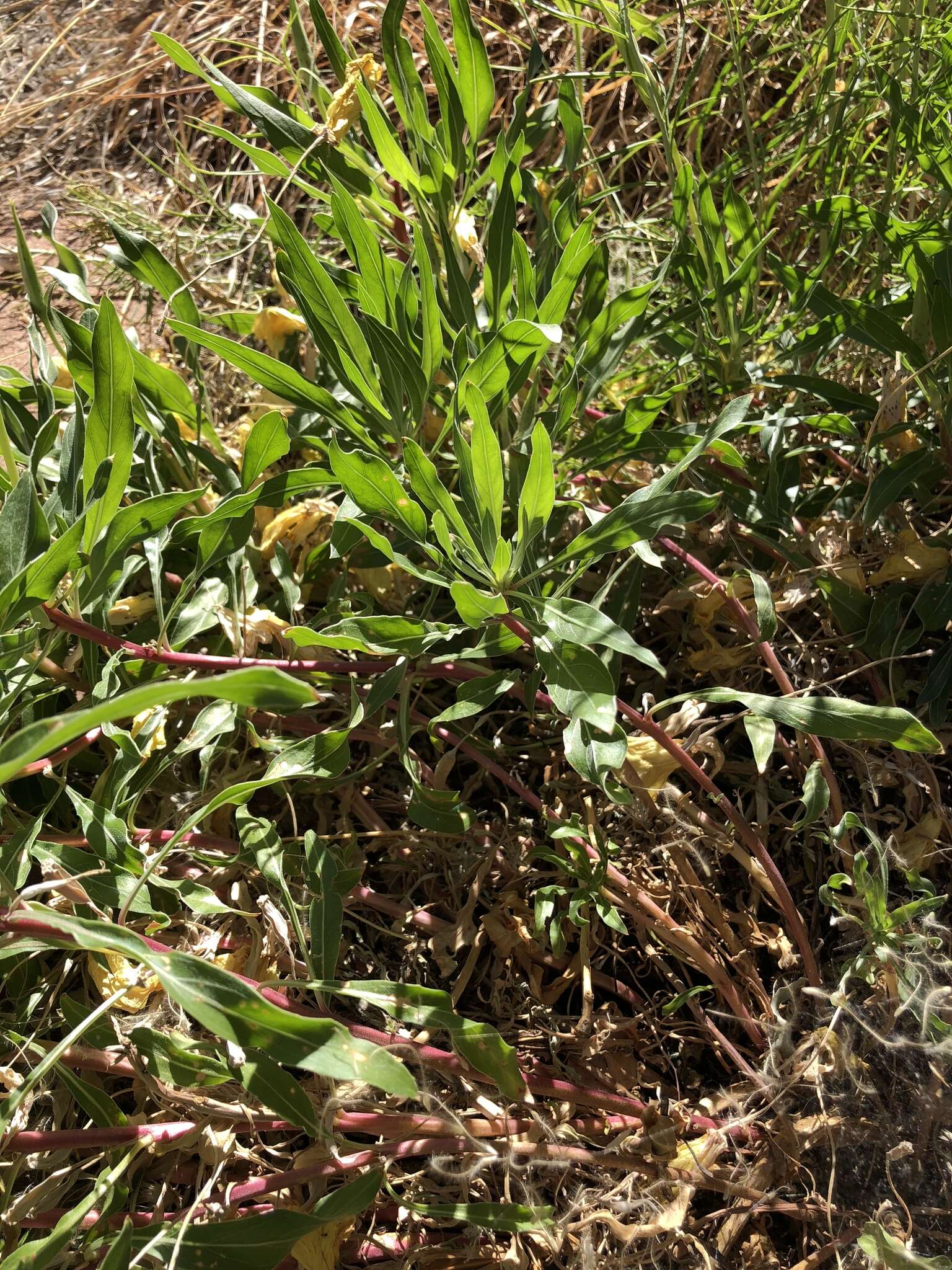 Oenothera howardii (A. Nels.) W. L. Wagner resmi