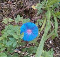 Image of Ololiuqui or Mexican Morning Glory