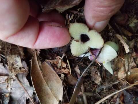 Image of Asarum rosei Sinn