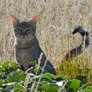 Image of Felis silvestris lybica Forster 1780