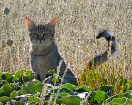 Image of African Wildcat