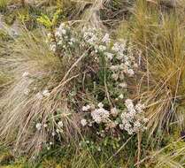 Image de Diplostephium barclayanum Cuatrec.