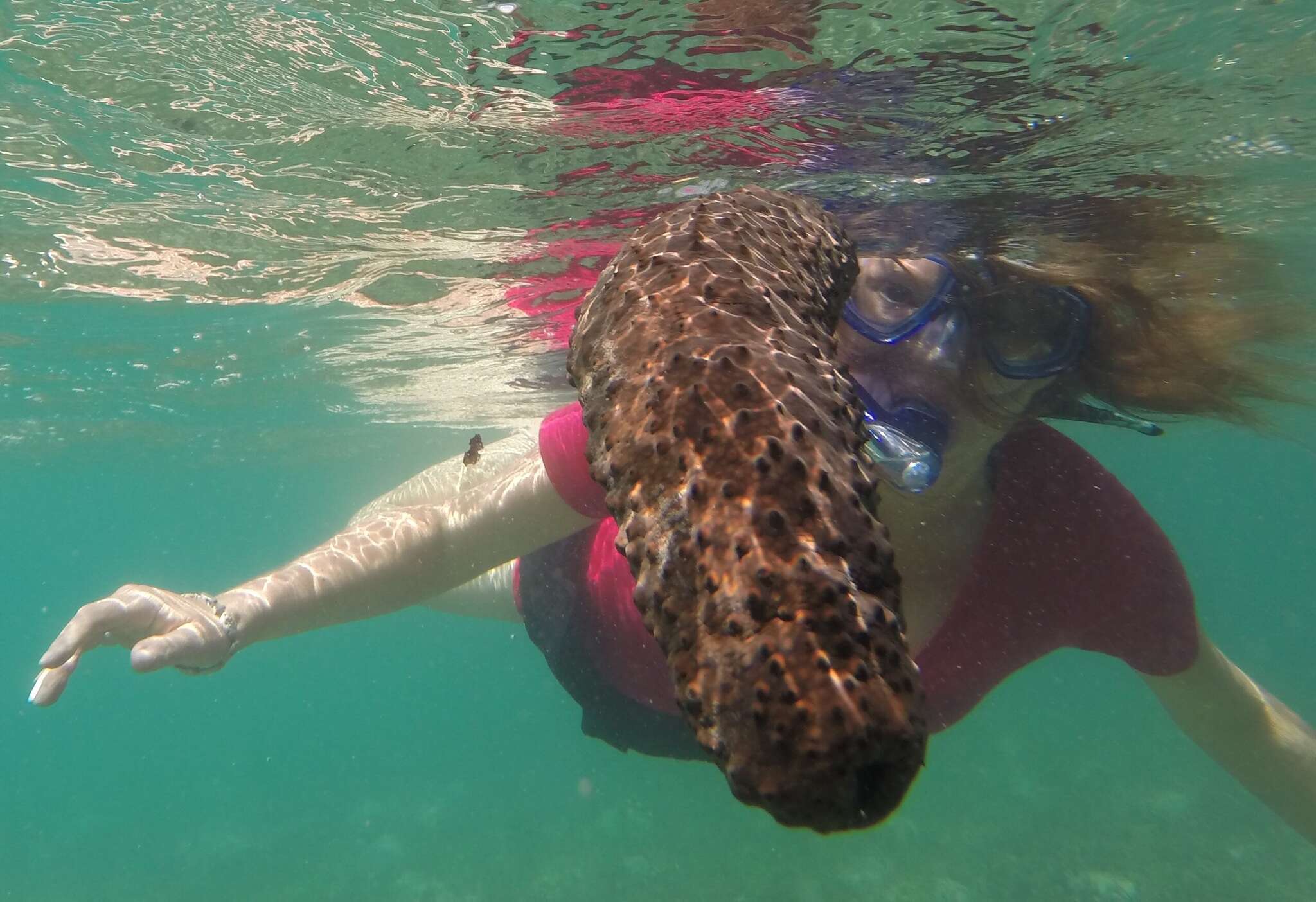 Image of Three-rowed Sea Cucumber