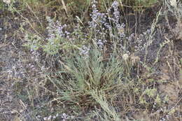 Sivun Limonium suffruticosum (L.) Kuntze kuva