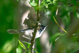 Image of Siberian Blue Robin