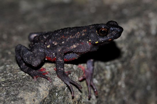 Image of Black Torrent Toad