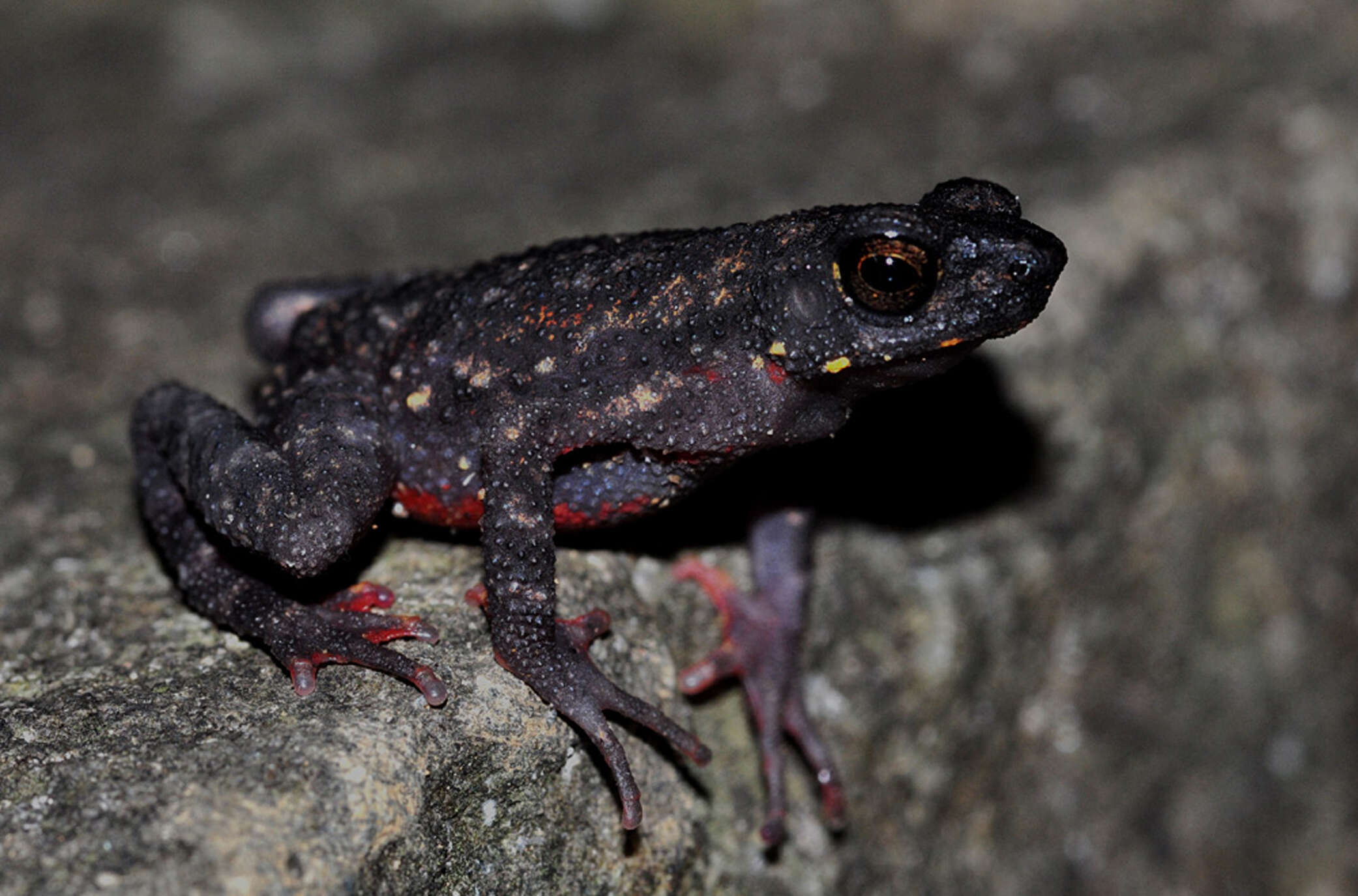 Image of Malabar torrent toad