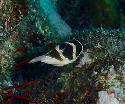 Image of Blue-spotted toby