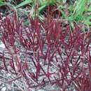 Image of Tripogandra angustifolia (B. L. Rob.) Woodson