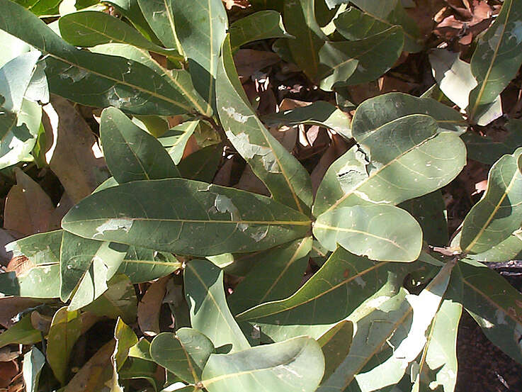 Image of Dichapetalum cymosum (Hook.) Engl.