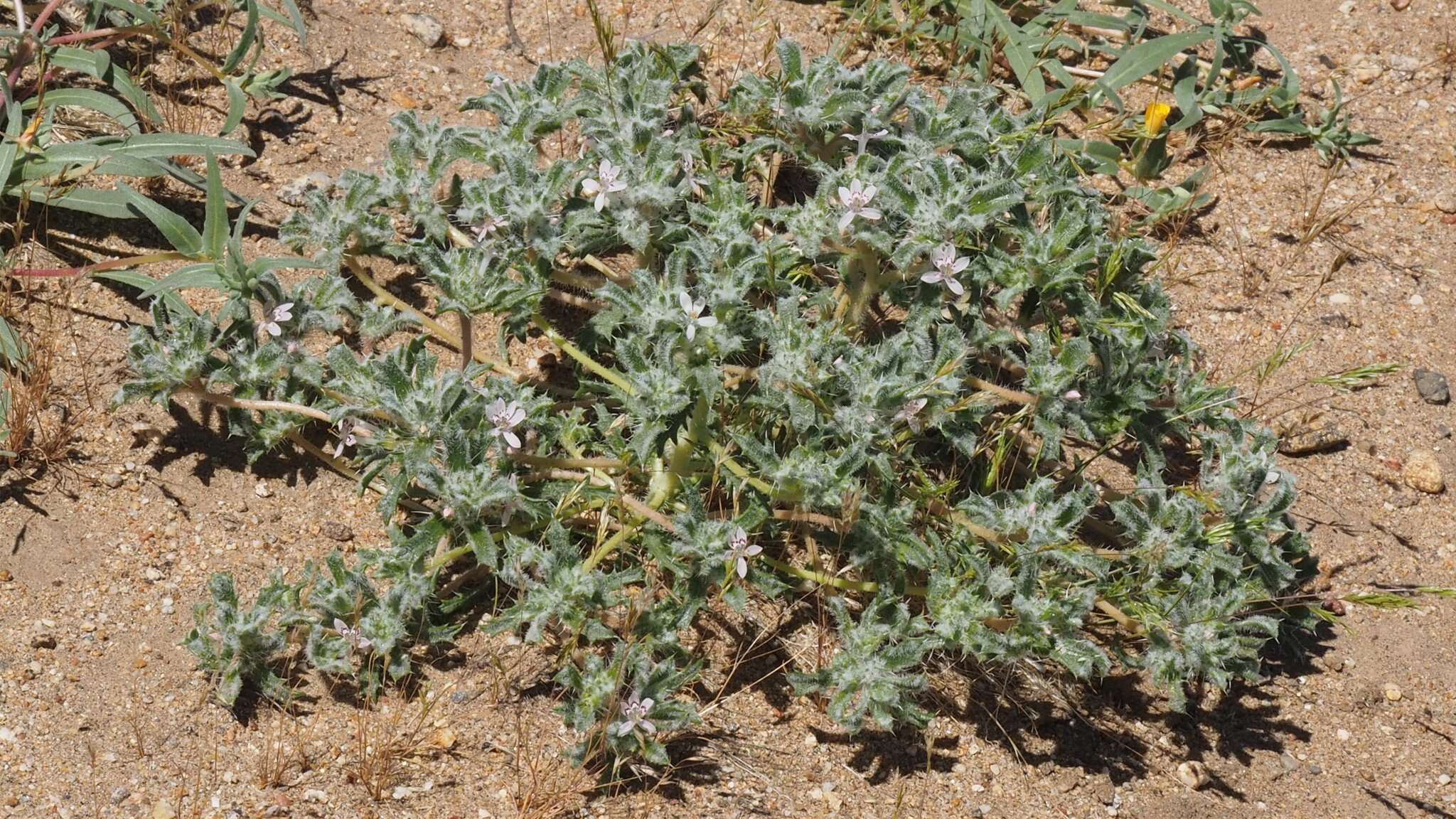 Image of Schott's calico