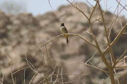 Image of White-eyed Bulbul