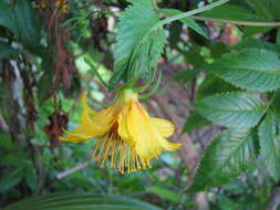 صورة Bidens cosmoides (A. Gray) Sherff