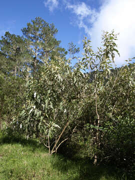 Image of Buddleja domingensis Urb.