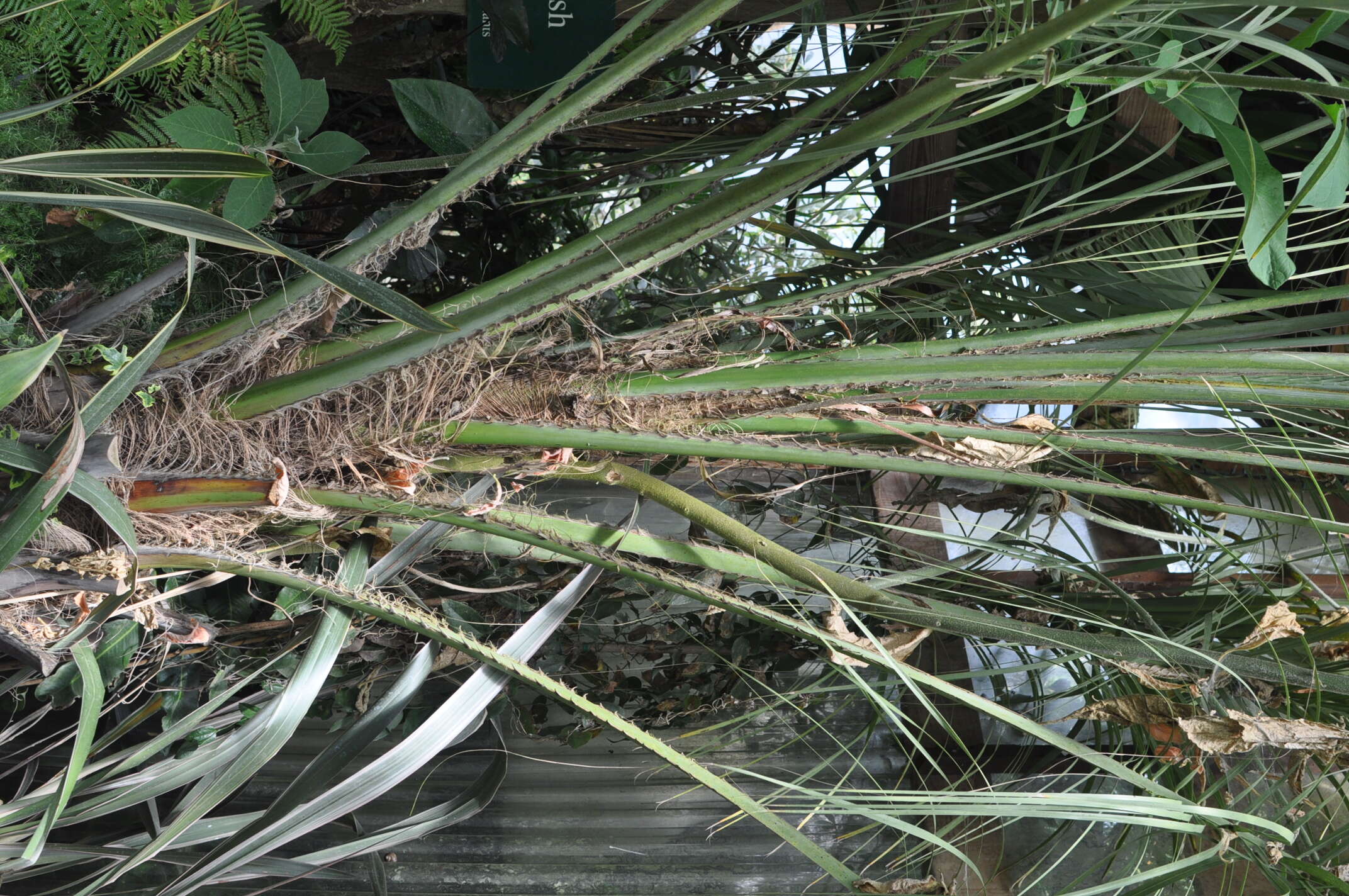 Image of Woolly butia palm