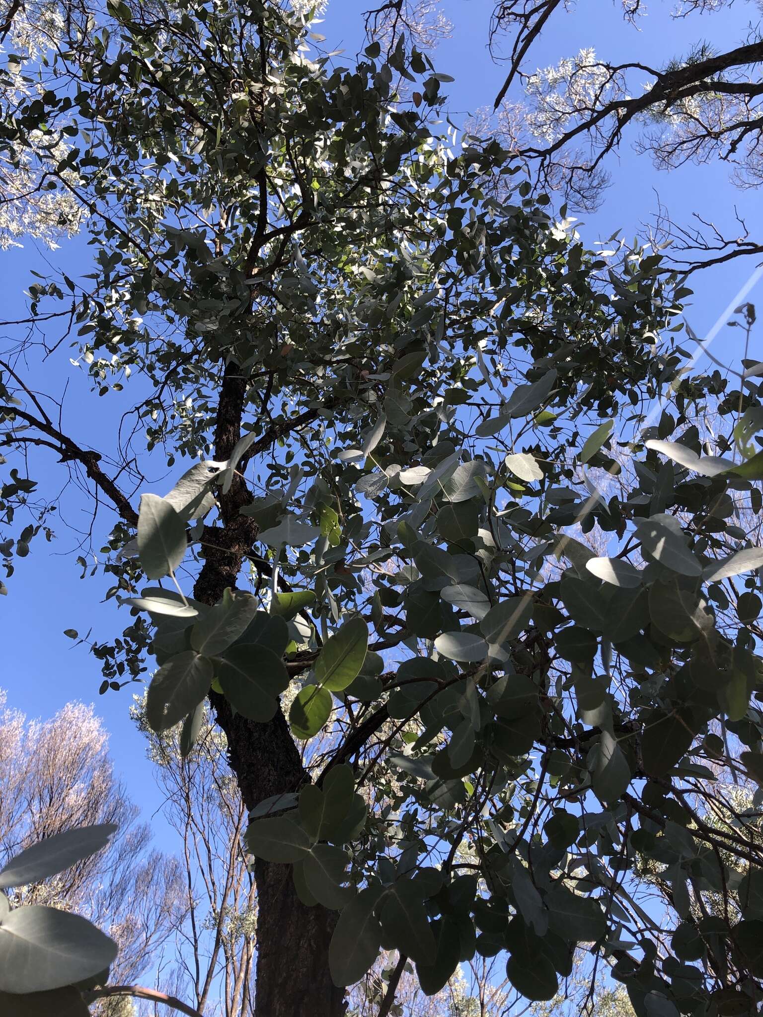 Imagem de Eucalyptus melanophloia F. Müll.