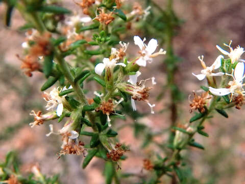 Image of Twiggy Daisy-bush