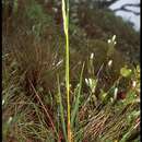 Image of Hillegrand's reedgrass