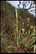 Image of Hillegrand's reedgrass