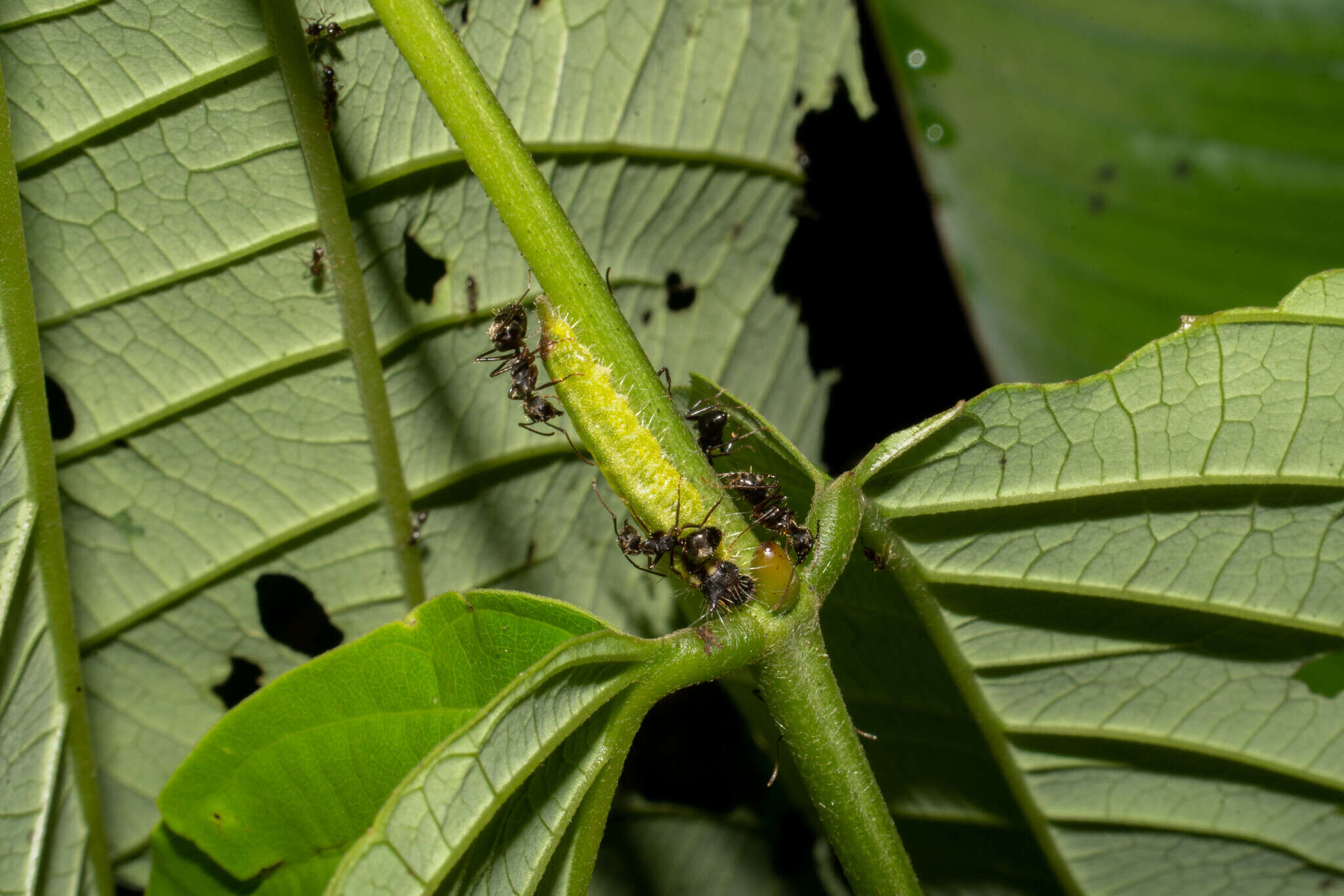 Plancia ëd Camponotus femoratus (Fabricius 1804)