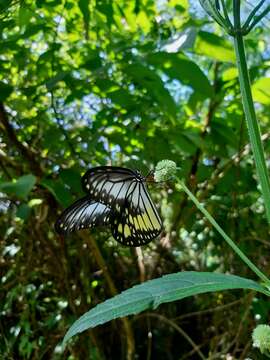 Image of Ideopsis vitrea Blanchard 1853