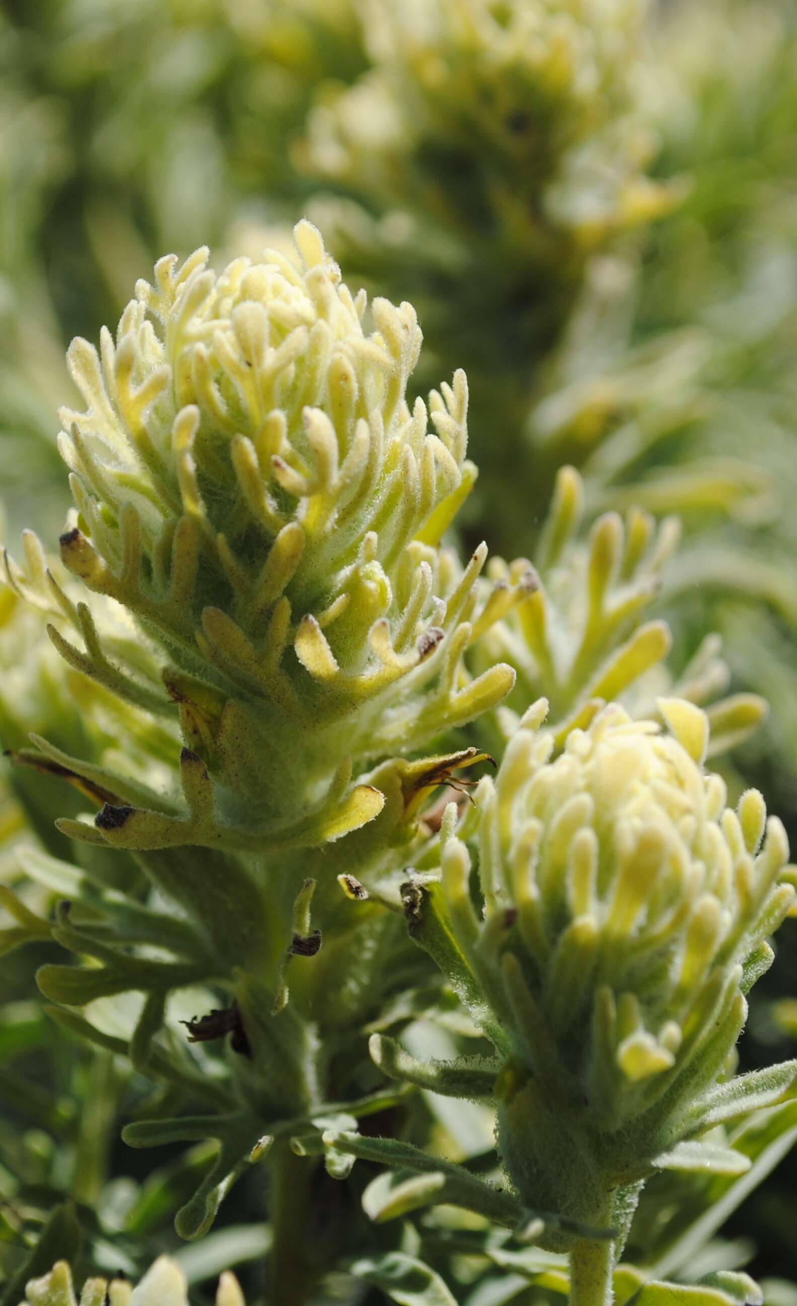 Image of San Clemente Island Indian paintbrush