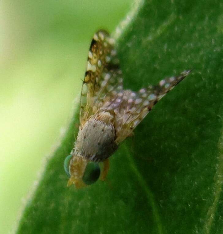 Image of Sourbush seed fly