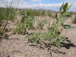 Sivun Chenopodium leptophyllum (Moq.) Nutt. ex S. Wats. kuva