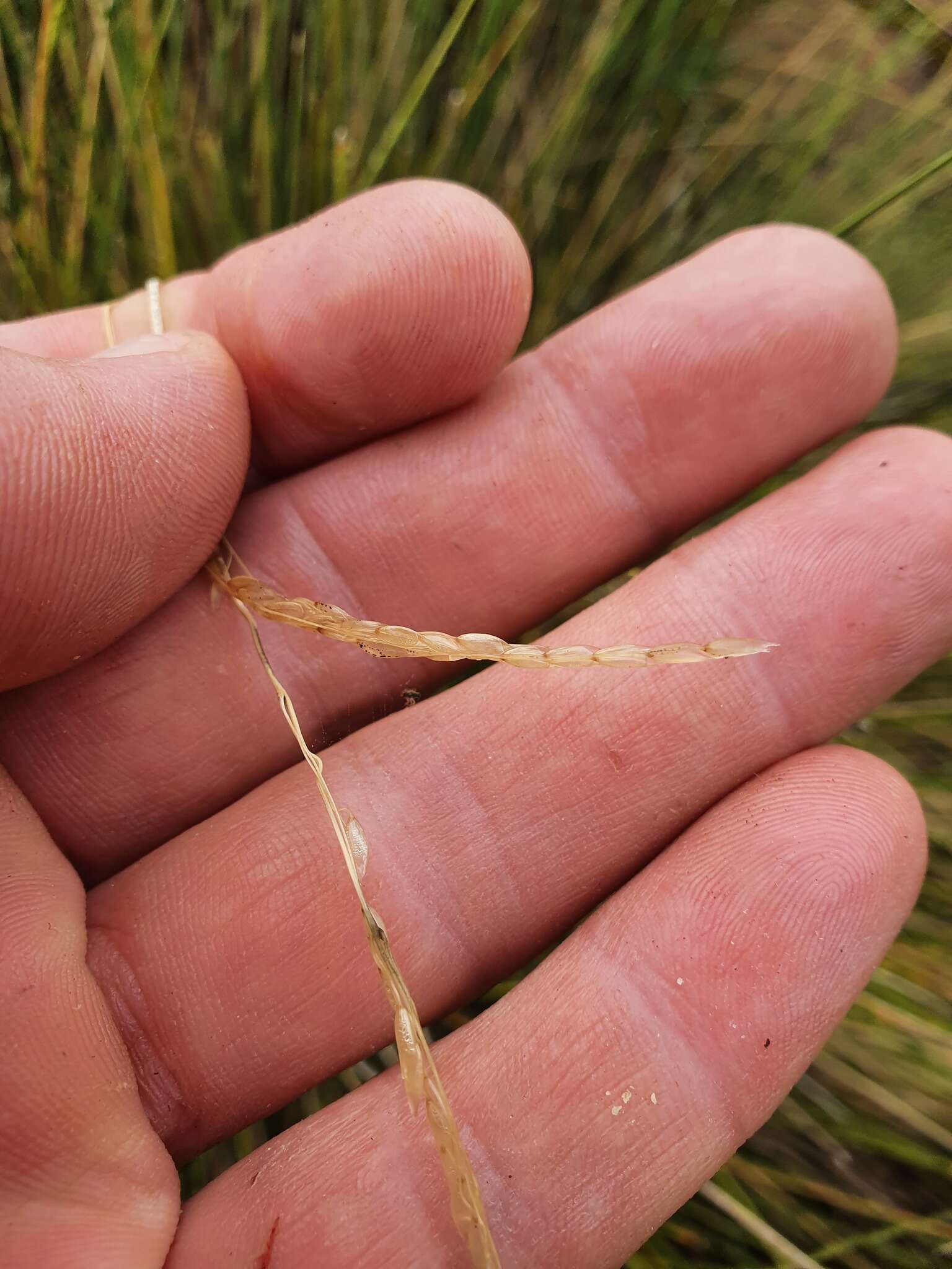 Image of Chionochloa acicularis Zotov