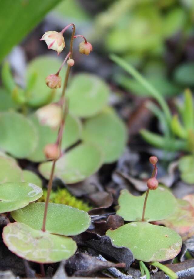 Image of Crassula umbella Jacq.