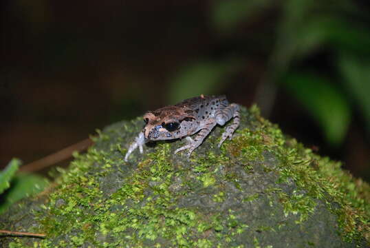 Image of Hasselt's Litter Frog