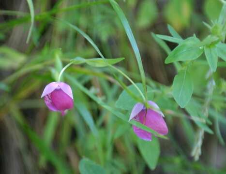 Слика од Calochortus