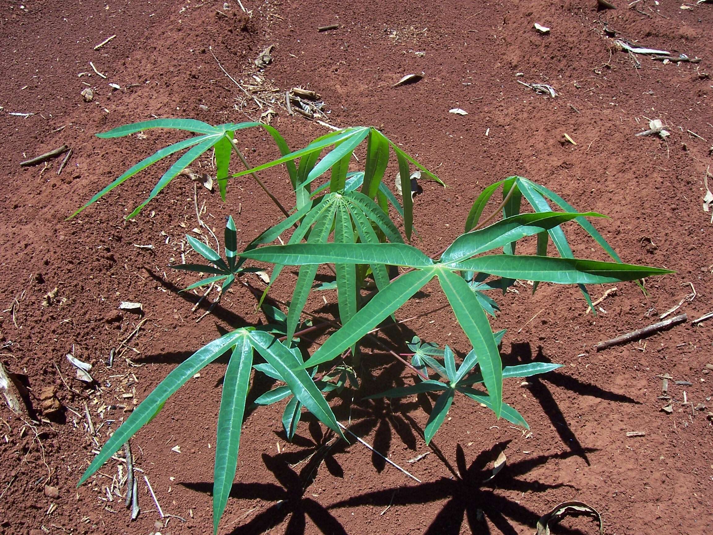 Image of cassava