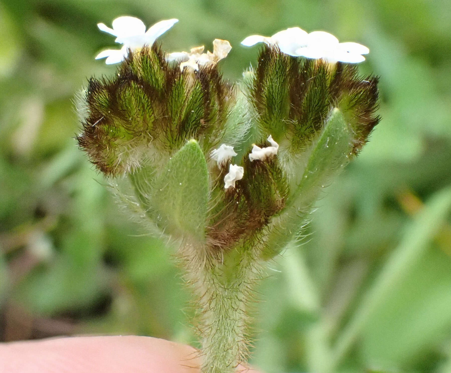 Sivun Plagiobothrys fulvus (Hook. & Arn.) I. M. Johnst. kuva